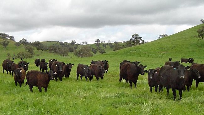 Livestock Management (Cattle)