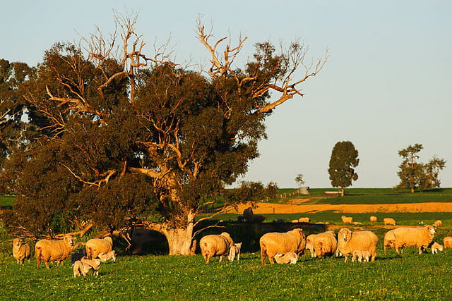 Livestock Management (Sheep)